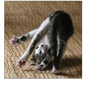 Cat Yoga IV