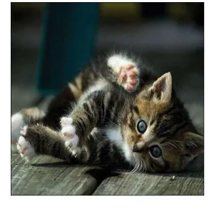 Cat Yoga V