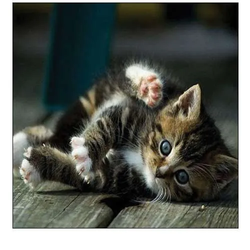 Cat Yoga V