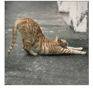Cat Yoga VIII