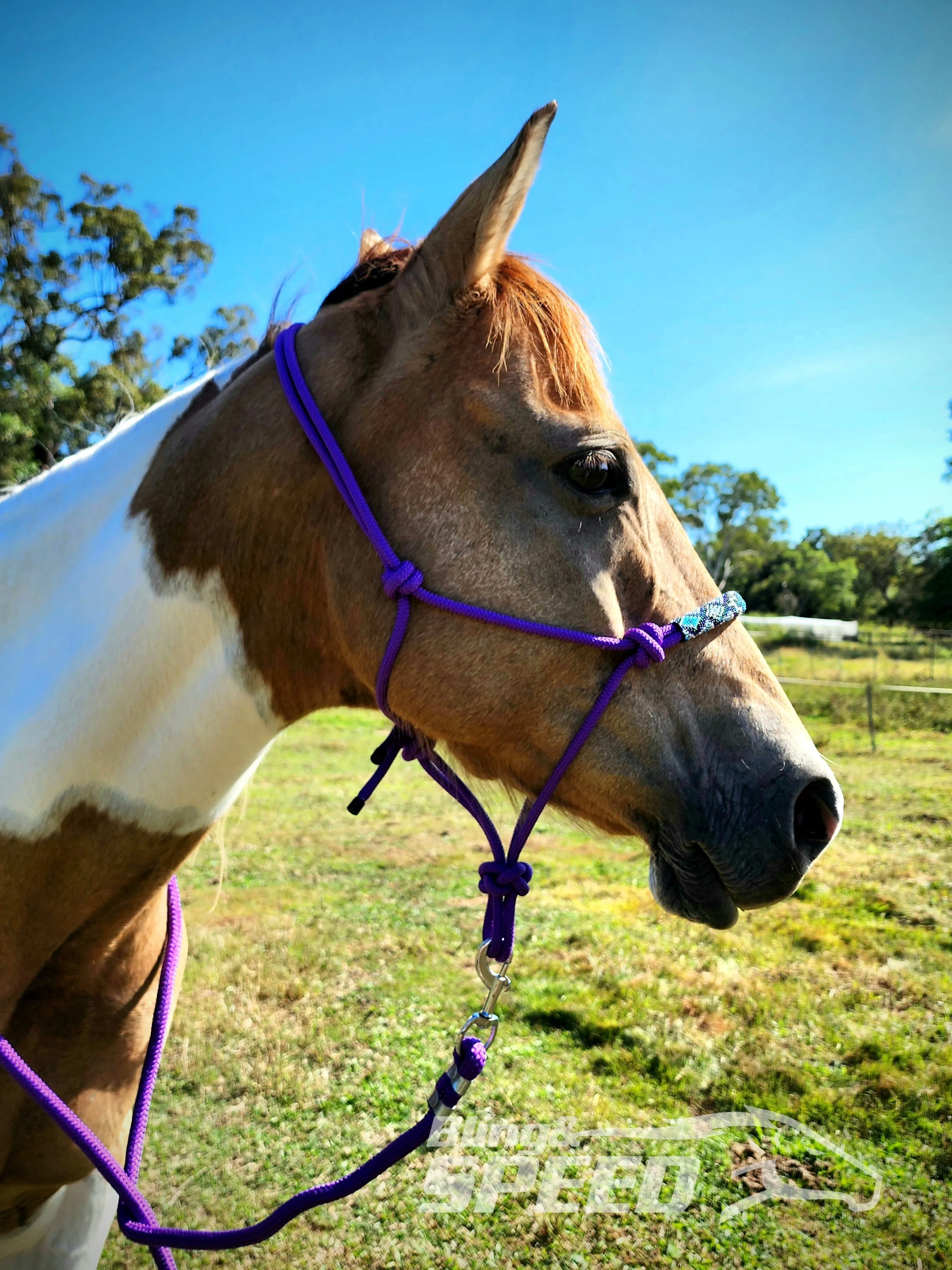Purple Beaded Rope Halter